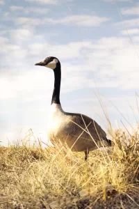 Standing Sentry